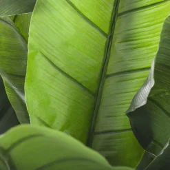Plantas Y Flores Artificiales><noscript><img width=