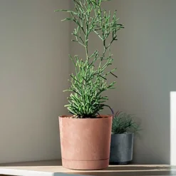 Complementos>Maceta TUBO efecto cemento terracota