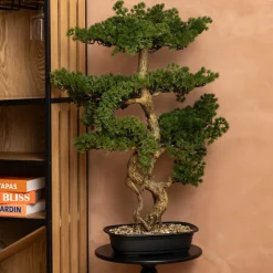 atmosphera Plantas Y Flores Artificiales>Planta bonsái artificial con maceta de 86 cm